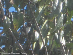 Chaetocercus mulsant