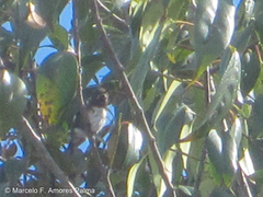 Chaetocercus mulsant