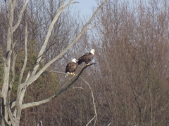 Haliaeetus leucocephalus