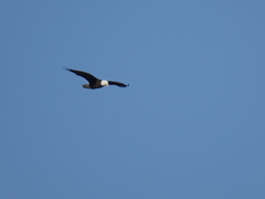 Haliaeetus leucocephalus