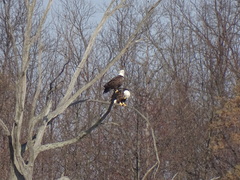 Haliaeetus leucocephalus