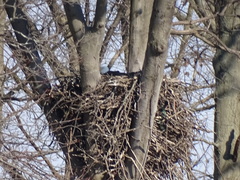 Haliaeetus leucocephalus