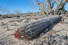 Stenocereus eruca