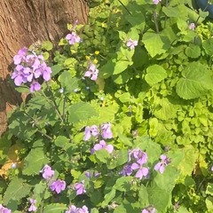 Orychophragmus violaceus