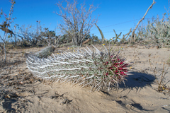 Stenocereus eruca
