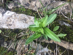 Gentiana cruciata