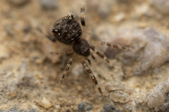 Episinus nubilus