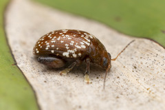 Asiophrida scaphoides