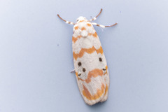 Cyana interrogationis