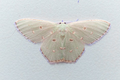 Comostola meritaria