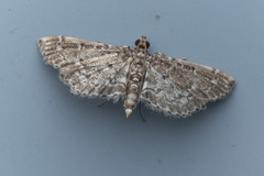 Metoeca nymphulalis
