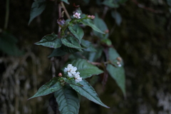 Persicaria microcephala