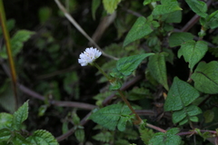 Persicaria microcephala