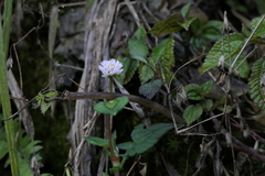 Persicaria microcephala