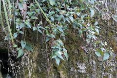 Persicaria microcephala