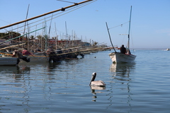 Pelecanus occidentalis