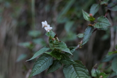 Persicaria microcephala