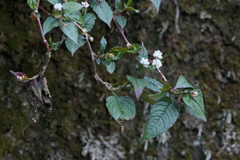 Persicaria microcephala