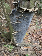 Auricularia mesenterica