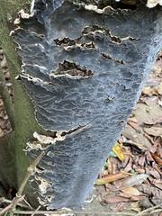 Auricularia mesenterica