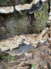 Auricularia mesenterica