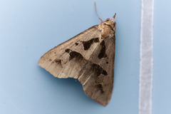 Tephriopis divulsa