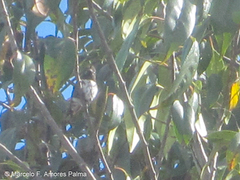 Chaetocercus mulsant