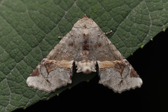 Targalla silvicola