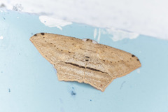 Calletaera dentata