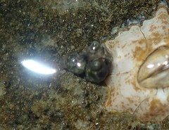 Afrolittorina acutispira