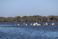 Pelecanus erythrorhynchos