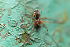 Prosoponoides sinense