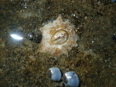 Chthamalus antennatus