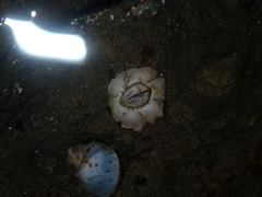 Chthamalus antennatus