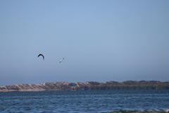 Leucophaeus atricilla