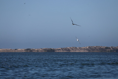 Leucophaeus atricilla