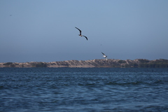 Leucophaeus atricilla