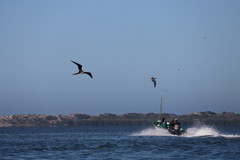 Leucophaeus atricilla