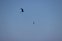 Leucophaeus atricilla