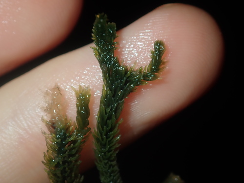 Image of Caulerpa flexilis by (c) Thomas Mesaglio, some rights reserved (CC BY)