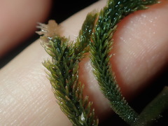 Caulerpa flexilis