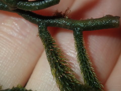 Caulerpa flexilis