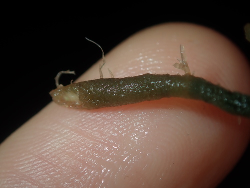 Image of Caulerpa flexilis by (c) Thomas Mesaglio, some rights reserved (CC BY)
