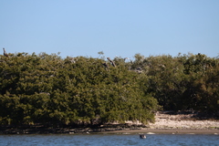 Pelecanus occidentalis