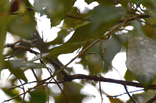 Mountain Leaf Warbler (Phylloscopus trivirgatus), photo 6