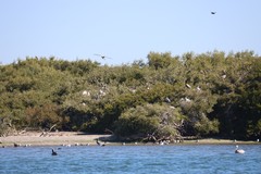 Pelecanus occidentalis