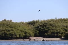 Pelecanus occidentalis