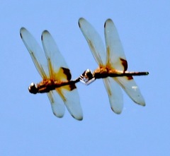 Hydrobasileus croceus