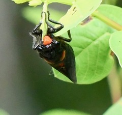 Huechys sanguinea