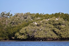 Pelecanus occidentalis